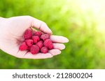 Hand holding raspberries 
