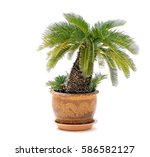 Palm Tree Cycas In Clay Pots...