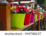 Colorful pots with flowers outdoors