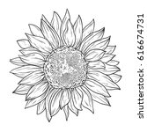 sunflower in lines. line art... | Shutterstock .eps vector #616674731
