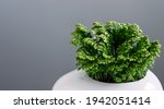 Small photo of Selaginela Jory plant in white pot closeup. Plant of luck Selaginela Jori on the gray background. Decorative home plants concept.