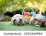 Two black and white young adorable bunny with glasses sitting on grass field with easter egg in basket and laptop together. Cute baby Netherlands Dwaf and Holland lops rabbit for Easter celebration