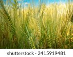 Small photo of Low perspective close-up of green-yellow triticale grain, June day