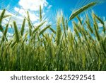 Small photo of Close-up of unripe green ears of triticale against the blue sky