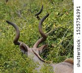 Rear View Of Two Male Kudu...
