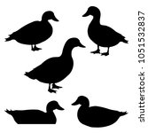 Set Of Ducks Silhouettes In...