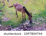 Small photo of A mule (hinny) eating grass on a green grass wallpaper