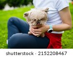 Beautiful Yorkshire Terrier in woman's lap, licking its nose and looking in camera. Yorkie dog and its female owner sitting on grass in park. 