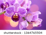 Orchid Flower.  Purple Orchid...