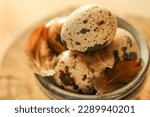 Small photo of farm quail eggs set in the rays of the sun. Quail eggs with feathers in a ceramic cup.Feathers on quail eggs in a blue cup.Organic farm products.Animal protein.Useful healthy food.
