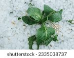Small photo of hail and Cabbage.Vegetables under the hail.Large hailstones close-up in the garden. Summer precipitation.View from above.Stormy summer weather.White hailstones.