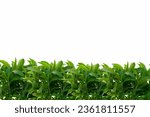 Small photo of Stevia rebaudiana isolated on white background.Green branches of stevia border. Vegetable sweetener.Alternative Low Calorie Sweetener.Sugar substitute.Natural dietary sweetener