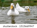Pair Of White Pekin Ducks  Also ...