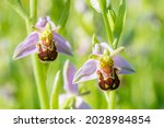 Ophrys apifera, bee orchid wildflower