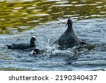 Coot Water Birds  Fulica Atra ...