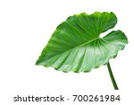 Green Leaf Of Elephant Ear...