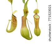 Pitcher Plants Isolated On...