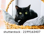 Frightened black cat with green eyes laying in basket at windowsill. Pet chilling at home.