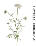 Twig Of Wild Carrot Flower On...