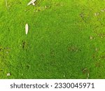 light green moss on the ground