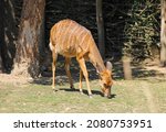 Nyala Antelope Female ...