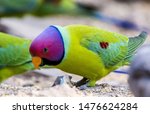 Small photo of The plum-headed parakeet is a parrot is endemic to the Indian Subcontinent and was once thought to be conspecific with the blossom-headed parakeet but was later elevated to a full species.