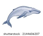 humpback whale vector... | Shutterstock .eps vector #2144606207