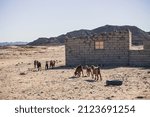 Bedouin Settlement In The Sinai ...