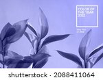 Color of the year 2022. Ruscus flower on soft violet blue background. An ideal backplate for natural and organic products presentation. Leaves in monochrome backdrop. Front view