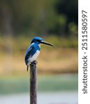 The blue kingfisher or the blue kingfisher is a species of bird of the alcedinidae family, of the genus alcedo. This bird, commonly found in coastal swamps, mangroves, and river mouths, spread limited