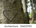 Love Carved On A Tree