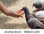 Feeding Pigeon From Human Hand