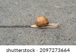 Small photo of Big garden snail in shell crawling on wet road hurry home, snail Helix consist of edible tasty food coiled shell to protect body, natural joy animal snail in shell from slime can make nourishing cream