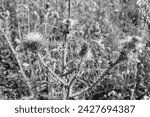 Small photo of Beautiful growing flower root burdock thistle on background meadow, photo consisting from growing flower root burdock thistle to grass meadow, growing flower root burdock thistle at meadow countryside