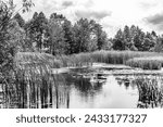 Small photo of Beautiful grass swamp reed growing on shore reservoir in countryside to colored background, photography consisting of wild grass swamp reed at wet water, grass long swamp reed from natural nature