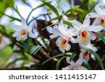 Dendrobium Fuerstenbergianum...