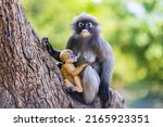 Small photo of Yellow baby of Dusky langur or Leaf Monkeys and mother, rare wildlife in Thailand.