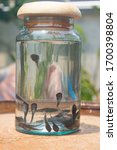 Small photo of Group of tadpoles inside glass bottle, glass jar, transparent container. Baby frog/tadpole swimming in glass jar with wood cover.