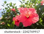 Hibiscus Rosa Sinensis  Known...