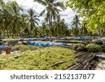 Small photo of Seaweed farming. Drying seaweed. Rote Island (Pulau Rote), Rote Ndao, East Nusa Tenggara.