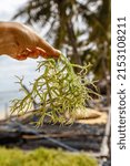 Small photo of Seaweed farming. Hand holding seaweed. Rote Island (Pulau Rote), Rote Ndao, East Nusa Tenggara.