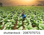 Small photo of agricultural woman holding tobacco leaves in the harvest season Farmer collecting tobacco leaves Farmers grow tobacco in the form of tobacco grown in Thailand.