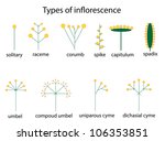 types of inflorescence | Shutterstock .eps vector #106353851