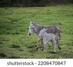 Grey cute baby donkey and...