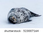 Weddell Seal In Antarctica