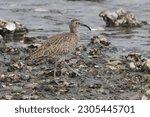 Small photo of grey tailed tattler in a seashore