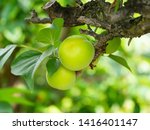 Fruit Of Japanese Plum Has...
