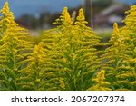Small photo of flower of Canada goldenrod - Solidago altissima - is blooming in a field.