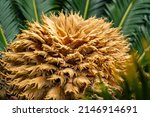 Female Flower Of Cycad Is In A...