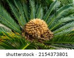 Female Flower Of Cycad Is In A...